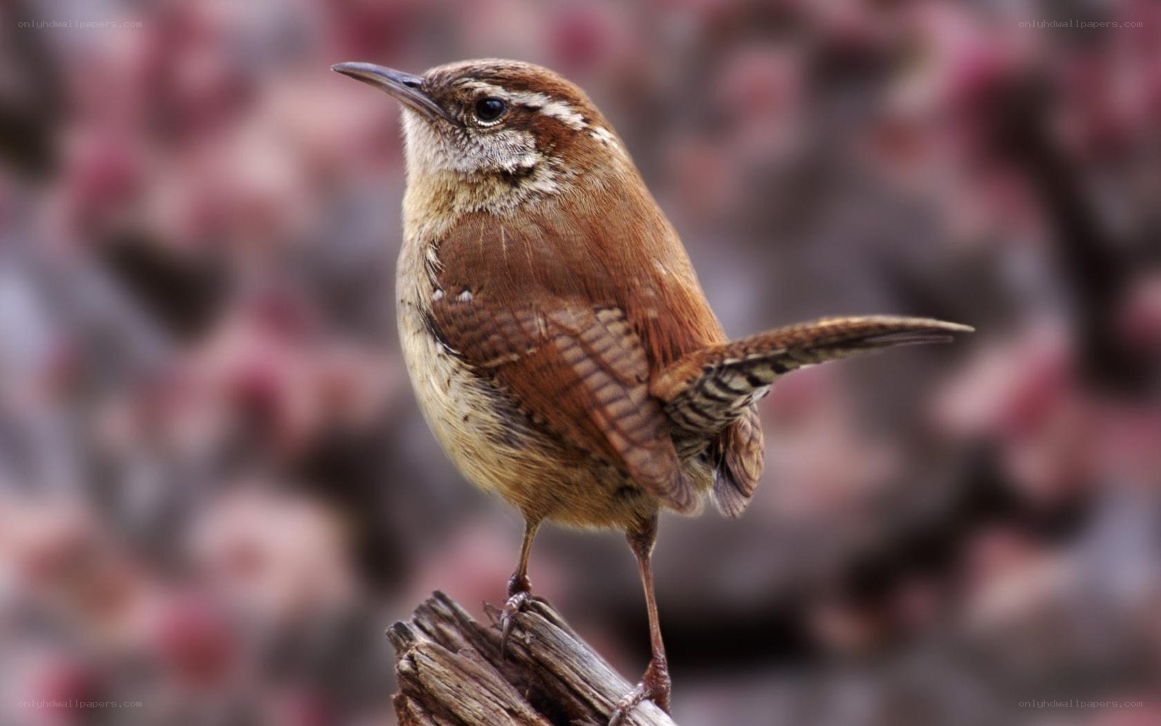wren perched on a branch
