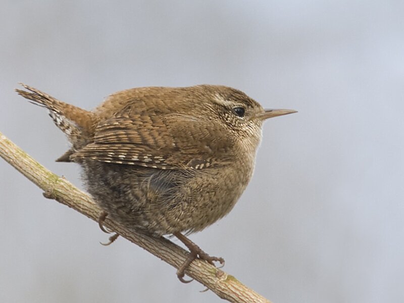 Wren Perched on Branch — Brown