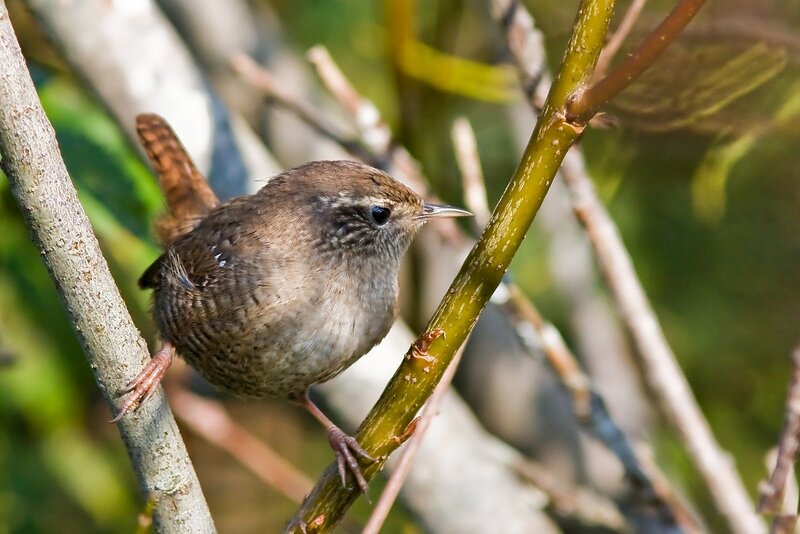 Wren Perched on Branch