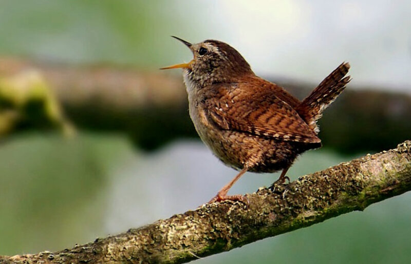 wren singing on a branch