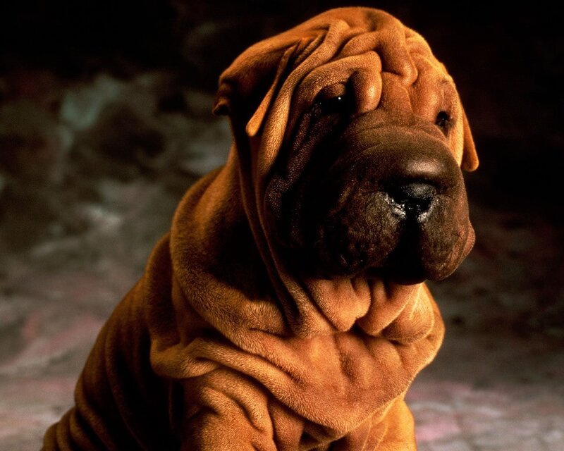 Wrinkled Brown Dog