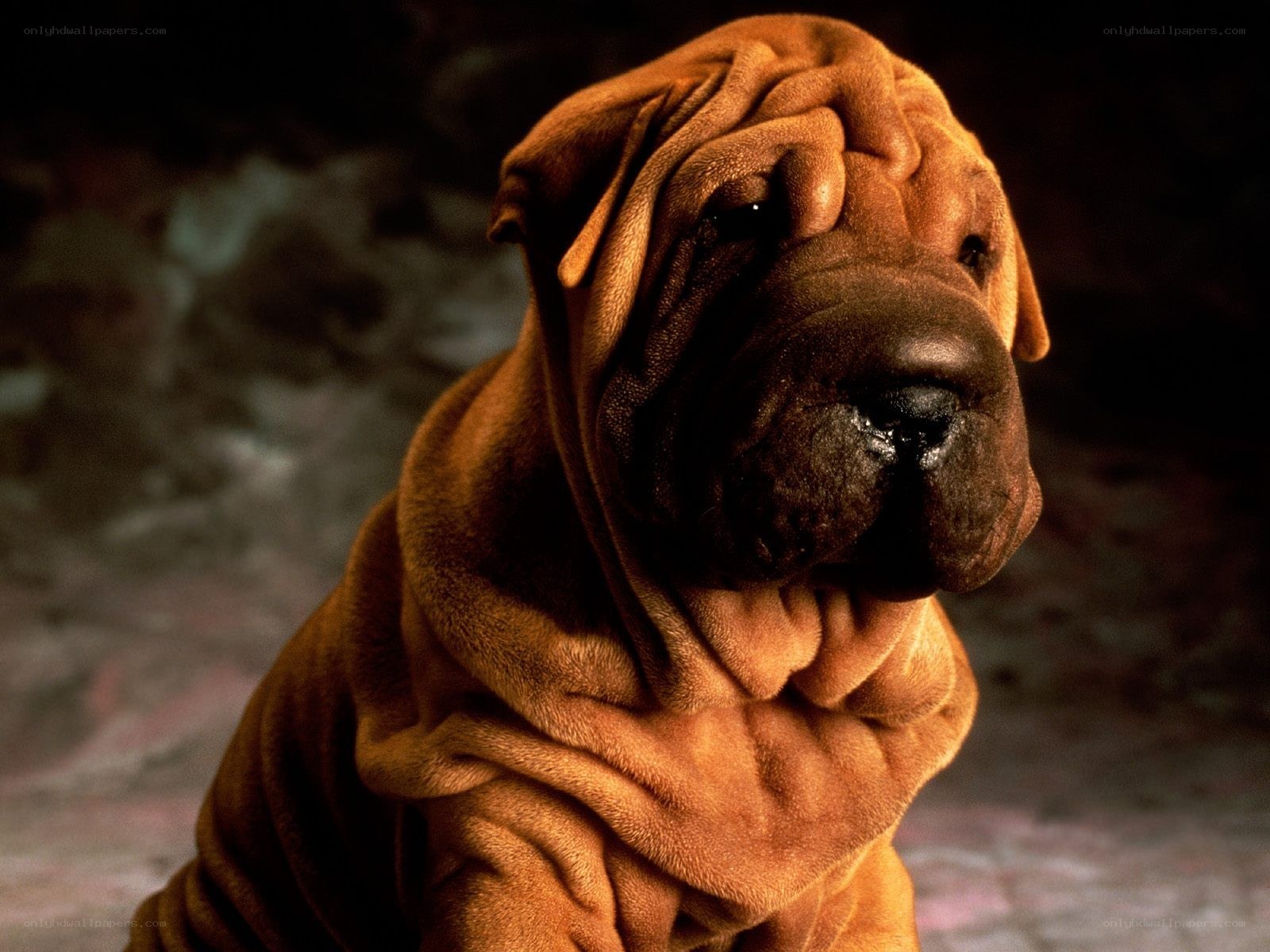 wrinkled dog portrait