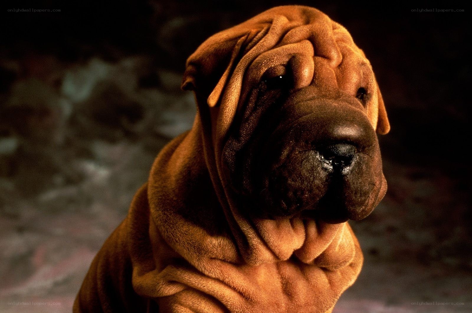 wrinkled dog portrait