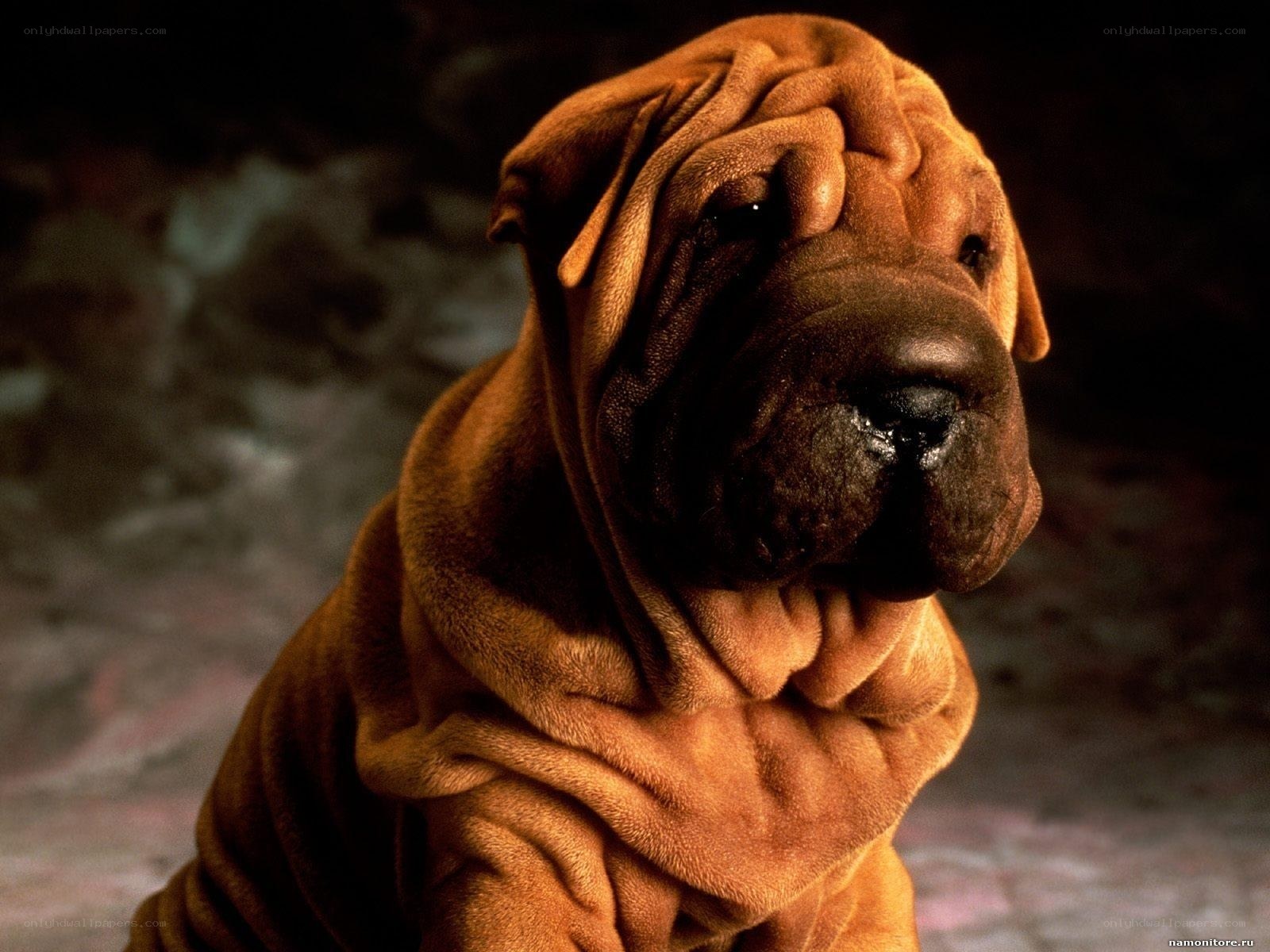 wrinkled dog portrait