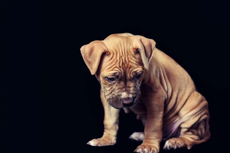 Wrinkled Puppy