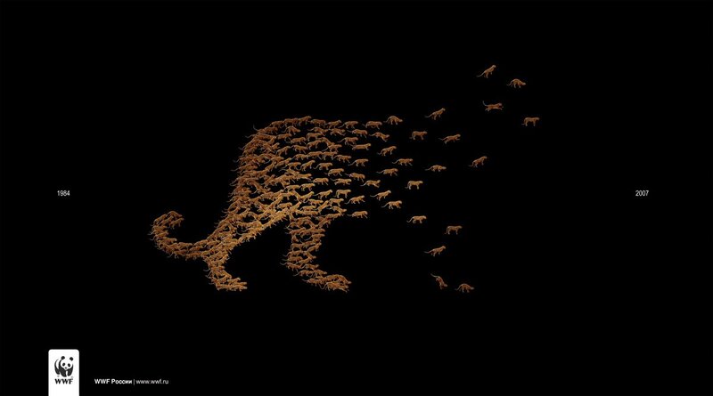 WWF tiger conservation poster