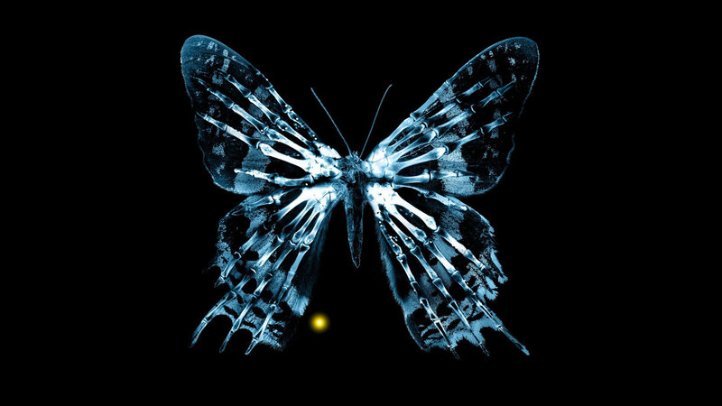 X-ray butterfly skeleton
