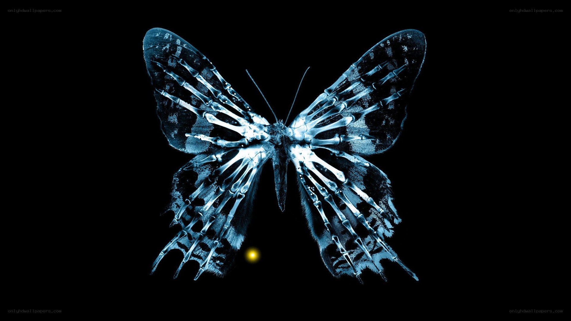 X-ray butterfly skeleton