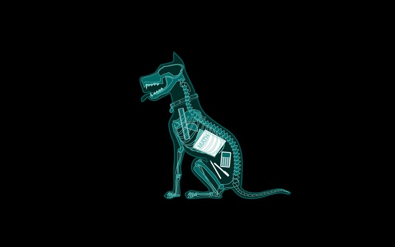 X-ray Dog Skeleton — Teal