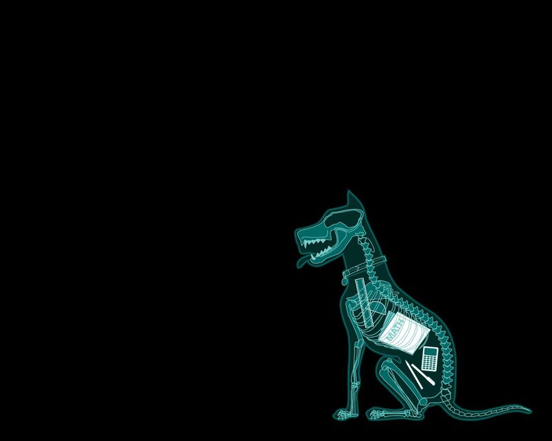 X-ray dog with school supplies