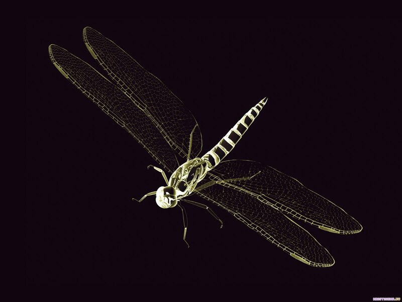 X-ray dragonfly illustration
