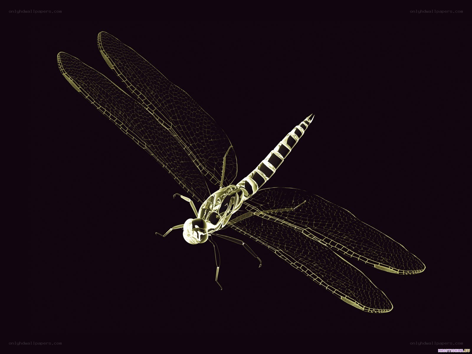 X-ray dragonfly illustration