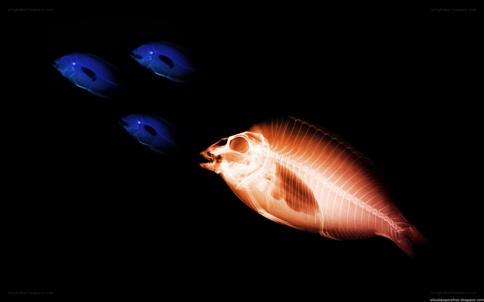 X-ray fish in dark water