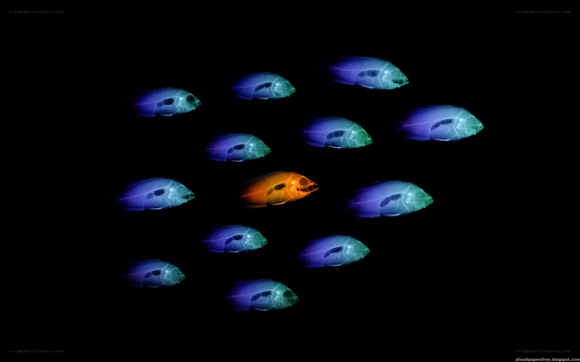 X-ray fish in dark water