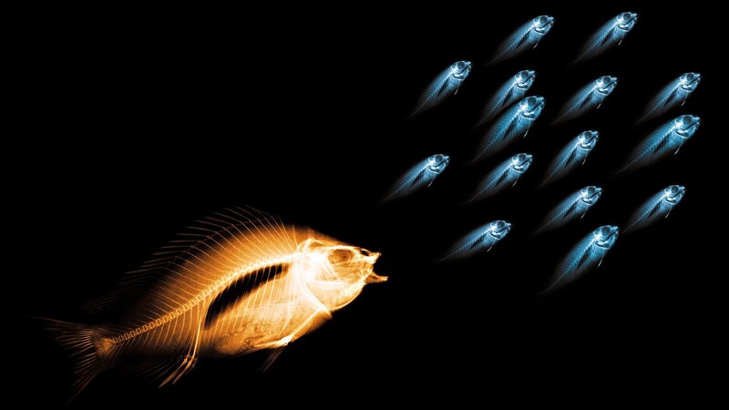 X-ray fish school