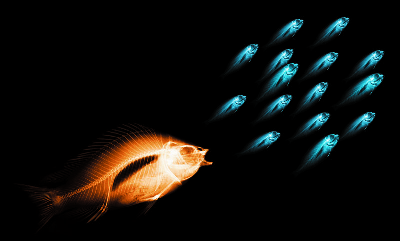 X-ray fish school