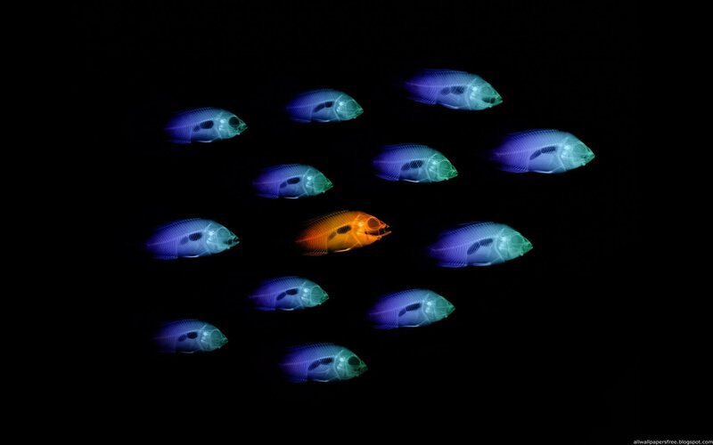 X-ray Fish School — Blue