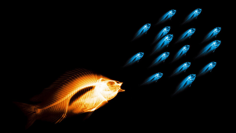 X-ray Fish Skeleton — Black, Dramatic