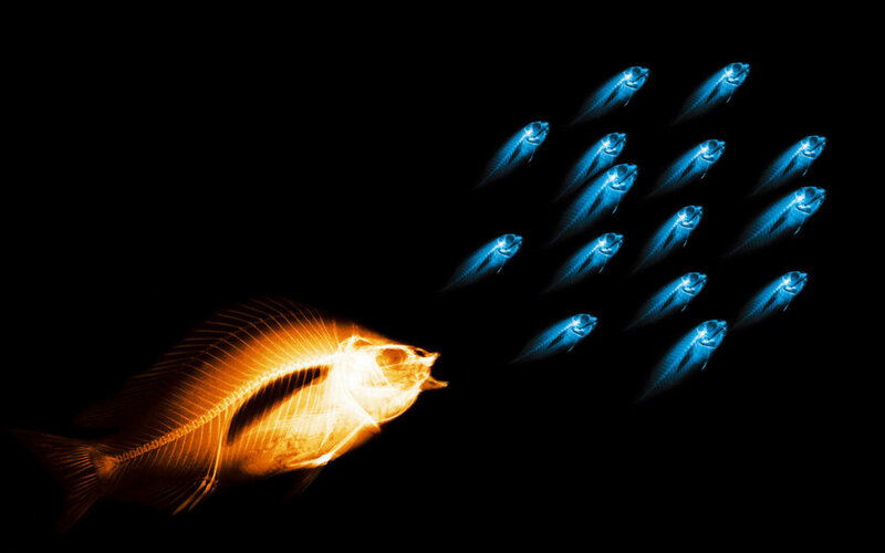 X-ray Fish Skeleton