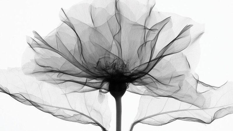 X-ray Flower