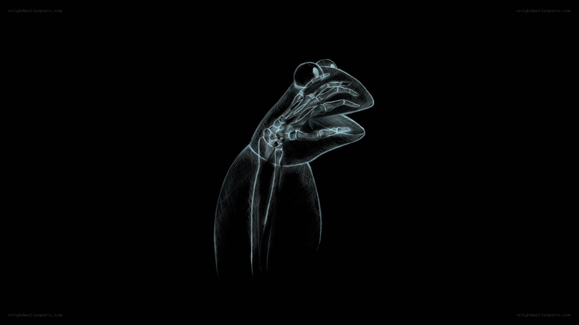 x-ray frog illustration