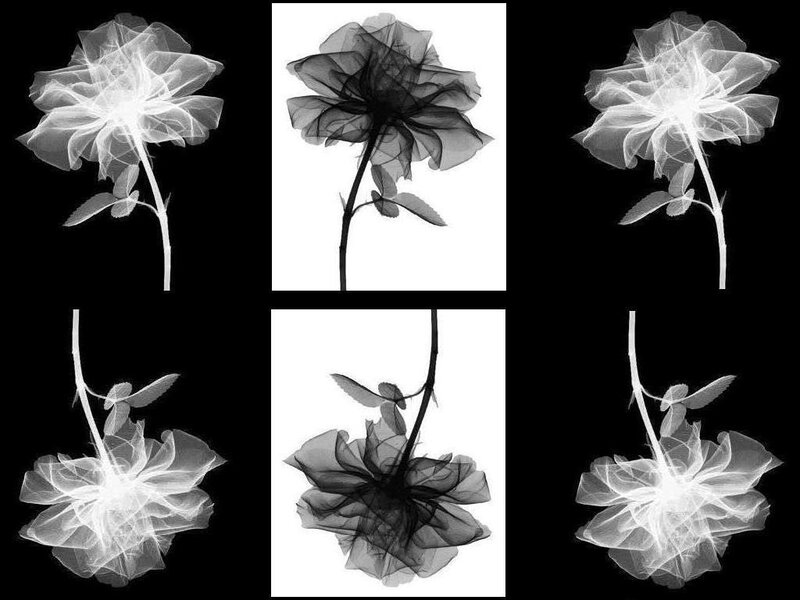 X-ray images of roses