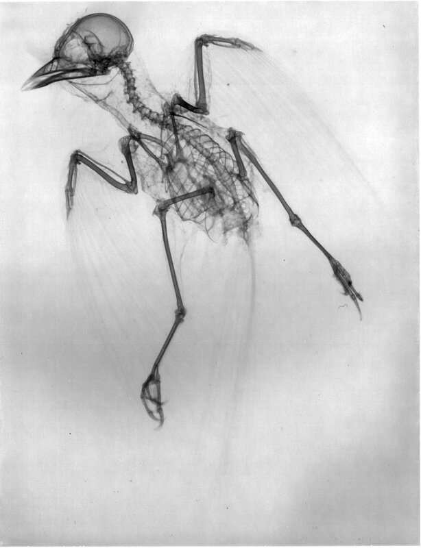 X-ray of a bird skeleton