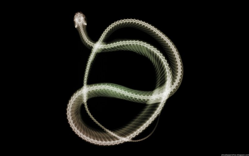 X-ray of a coiled snake