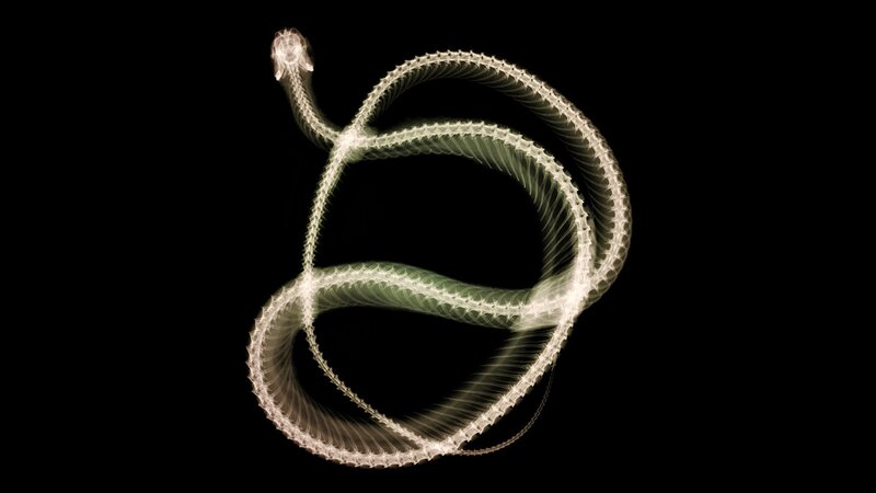 X-ray of a coiled snake