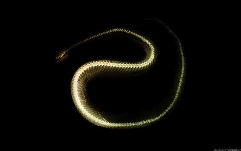 X-ray of a coiled snake