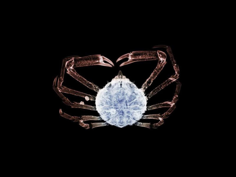 X-ray of a crab