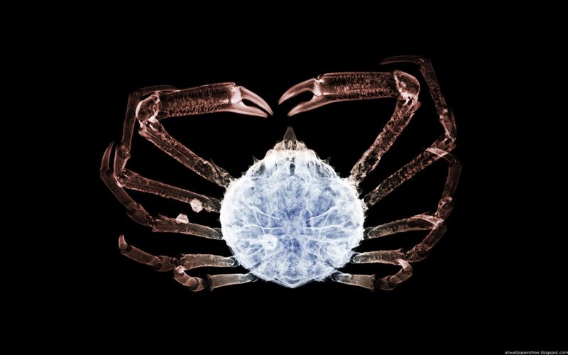 X-ray of a crab