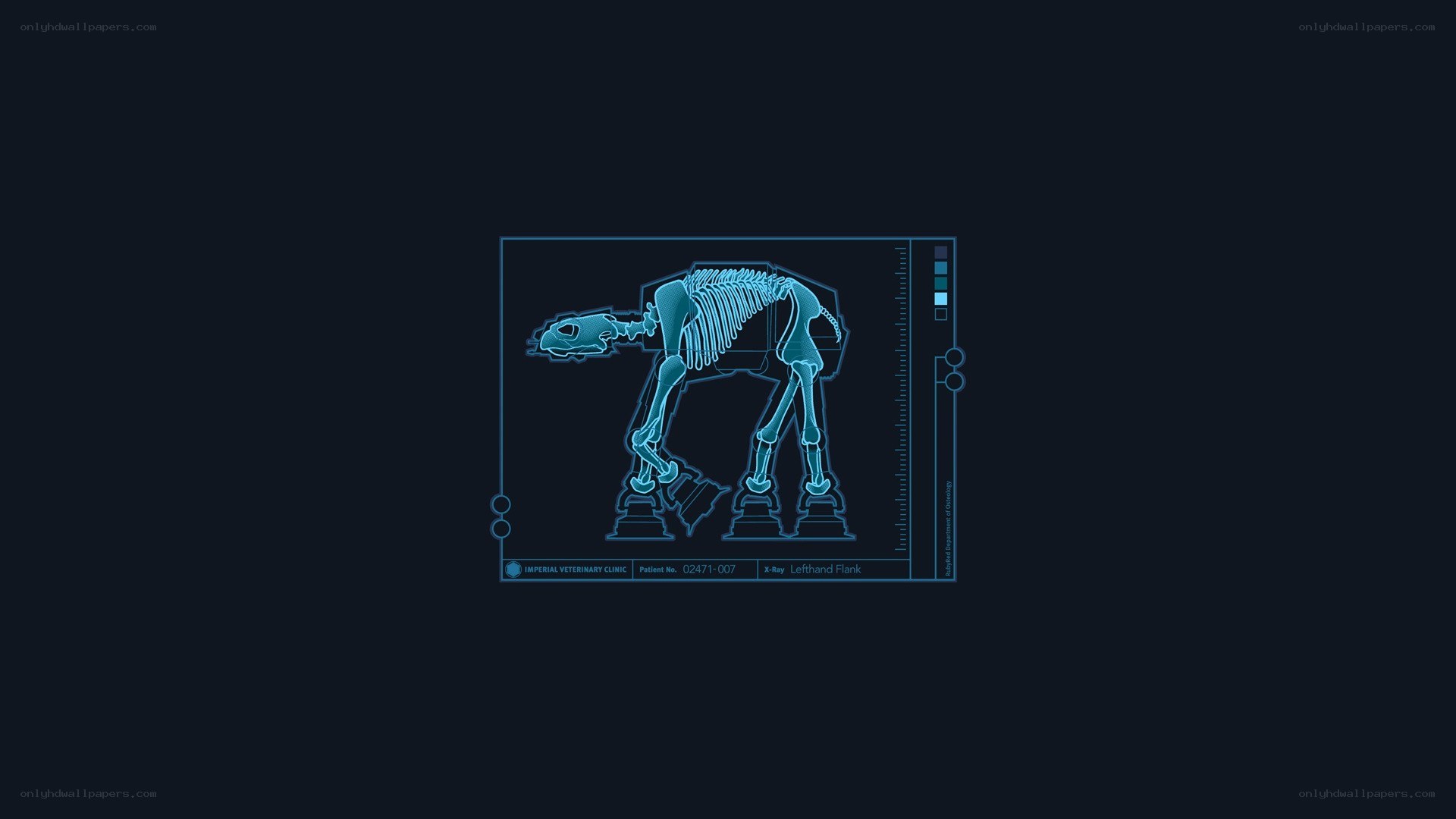 X-ray of a creature skeleton