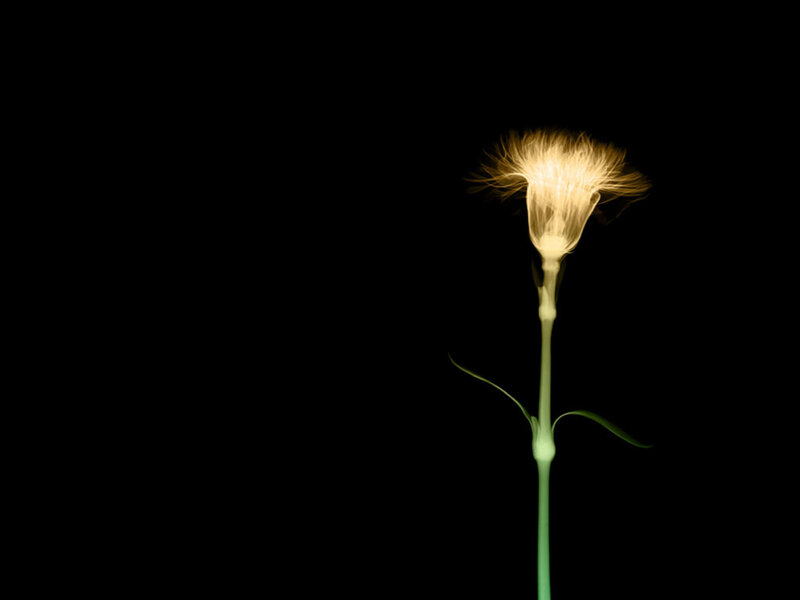 X-ray of a dandelion