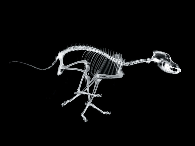 X-ray of a dog skeleton