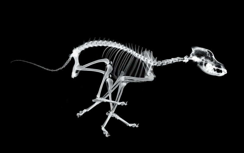 X-ray of a dog skeleton
