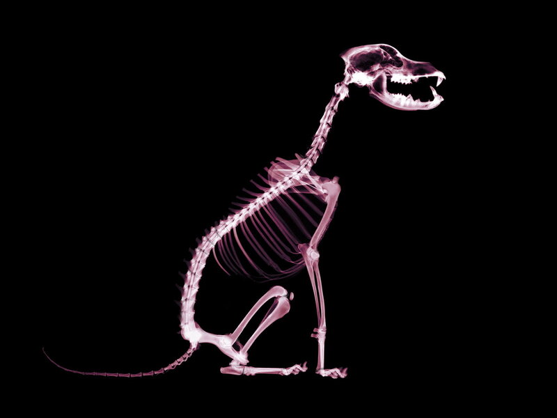 X-ray of a dog skeleton