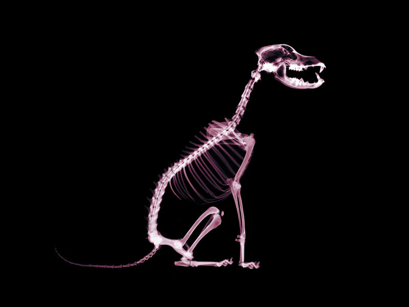 X-ray of a dog skeleton
