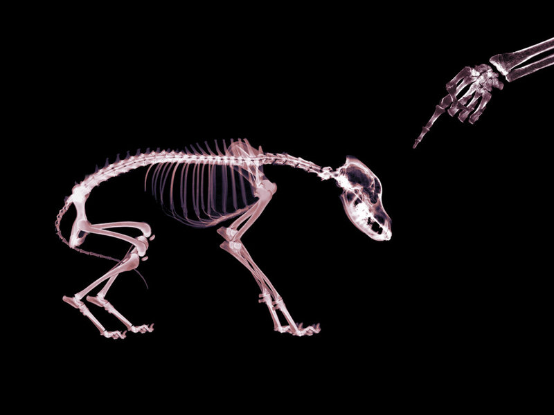 X-ray of a dog skeleton