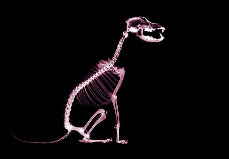 X-ray of a dog skeleton