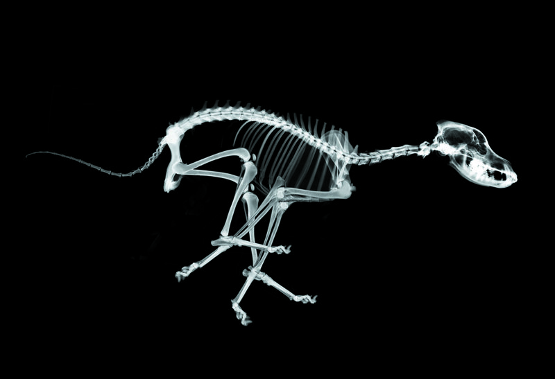 X-ray of a dog skeleton