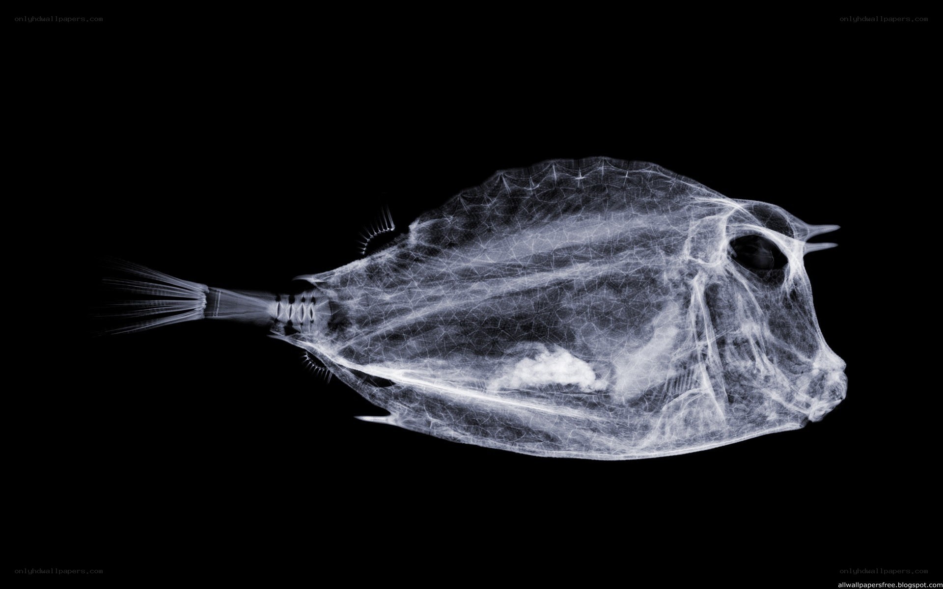 X-ray of a fish