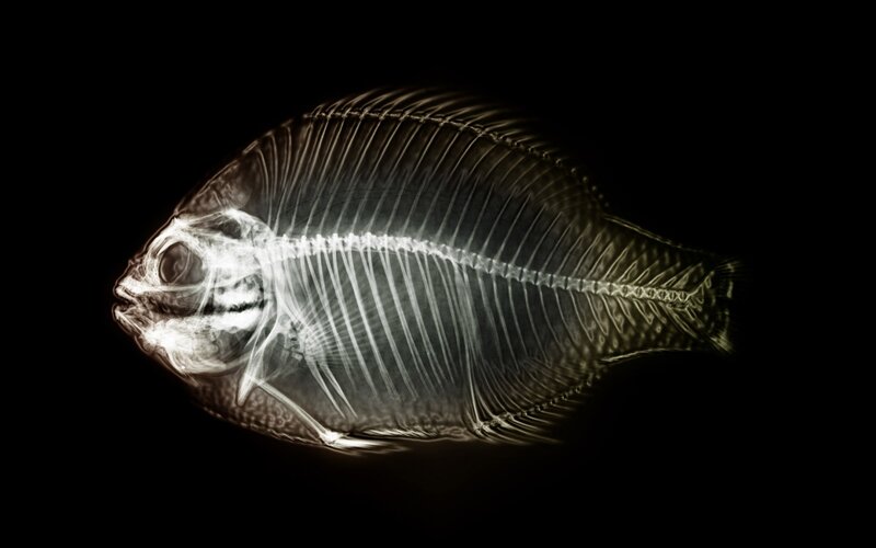 X-ray of a fish skeleton