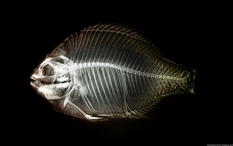 X-ray of a fish skeleton