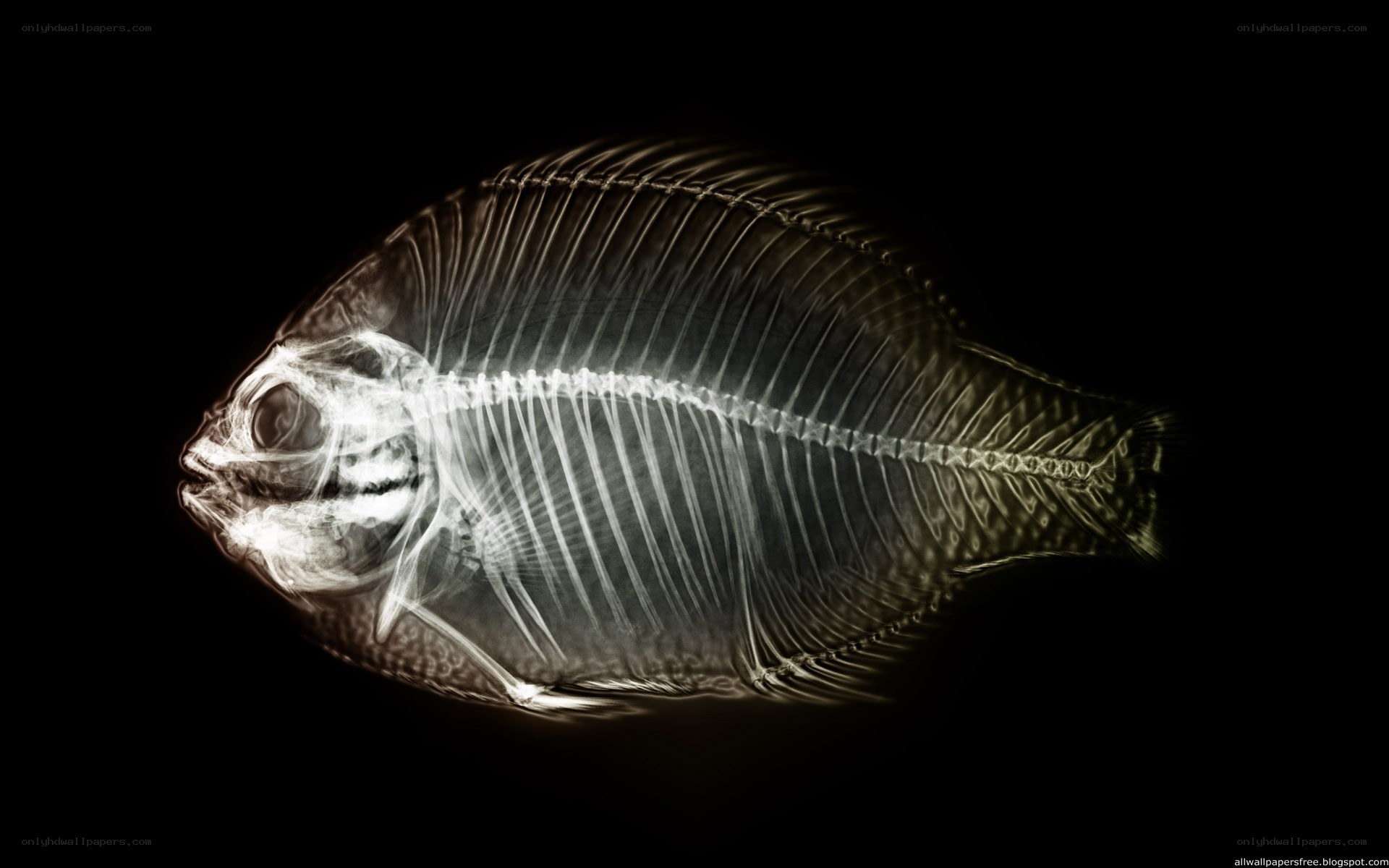 X-ray of a fish skeleton