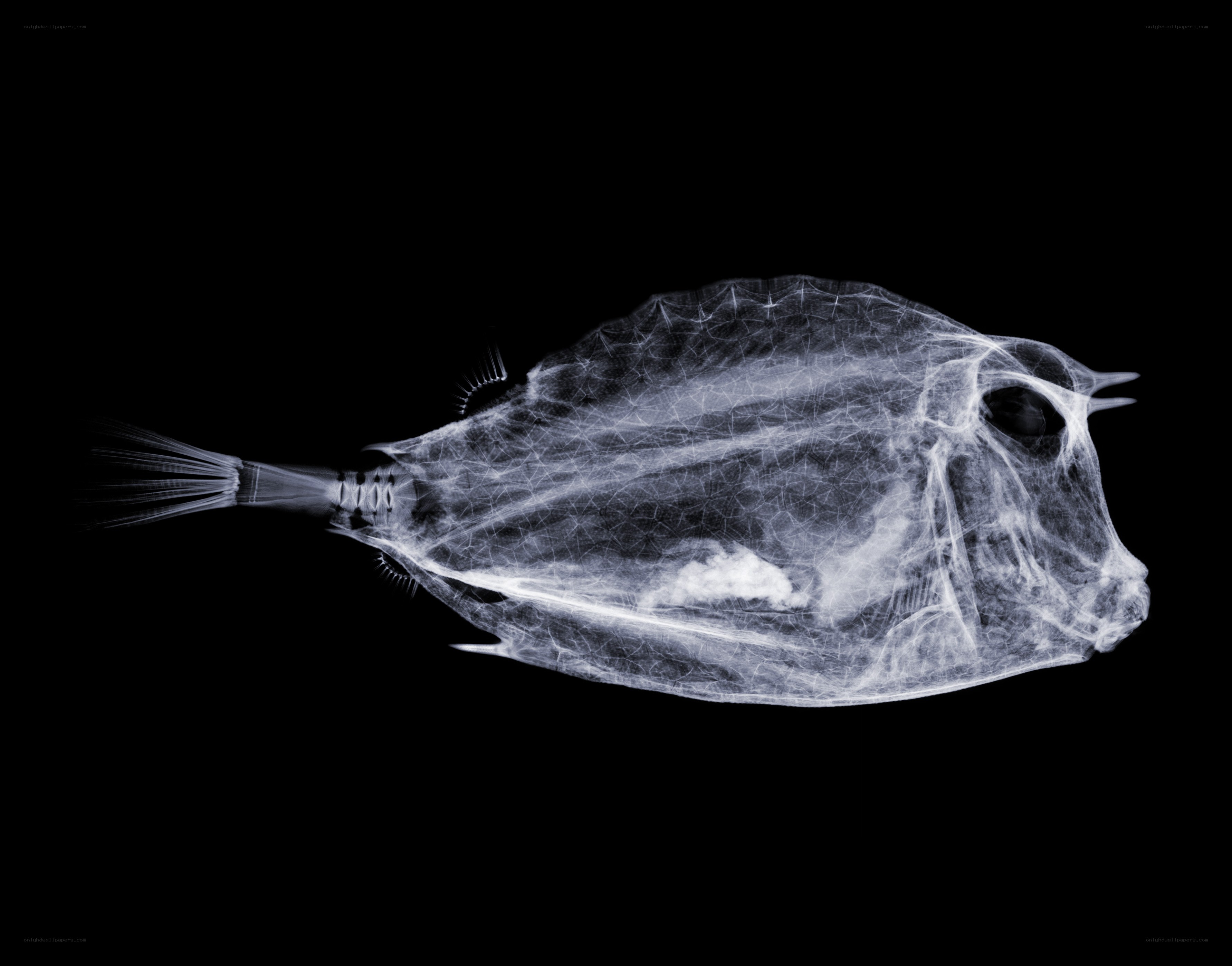 X-ray of a fish