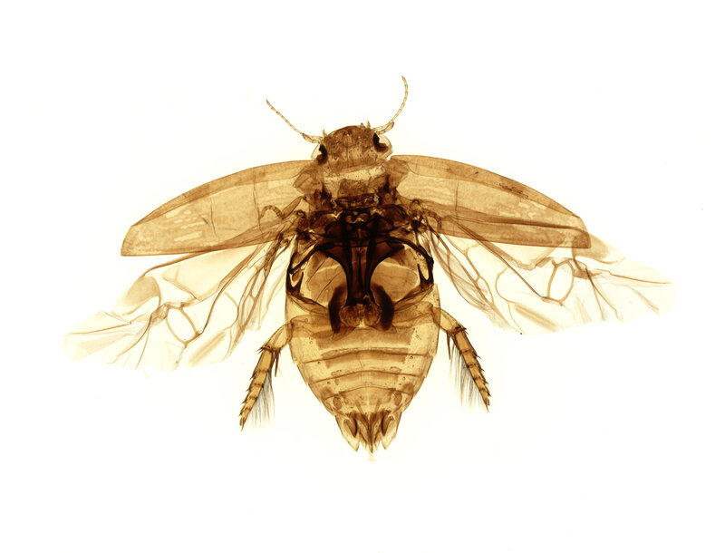 X-ray of a flying insect