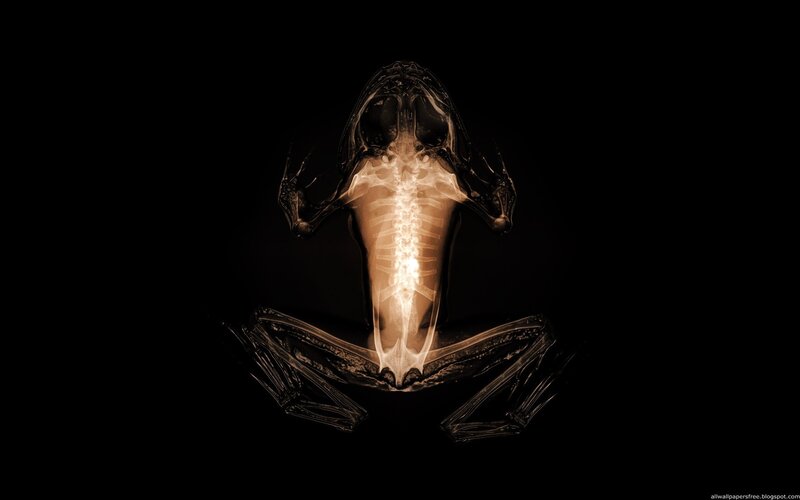 X-ray of a frog skeleton