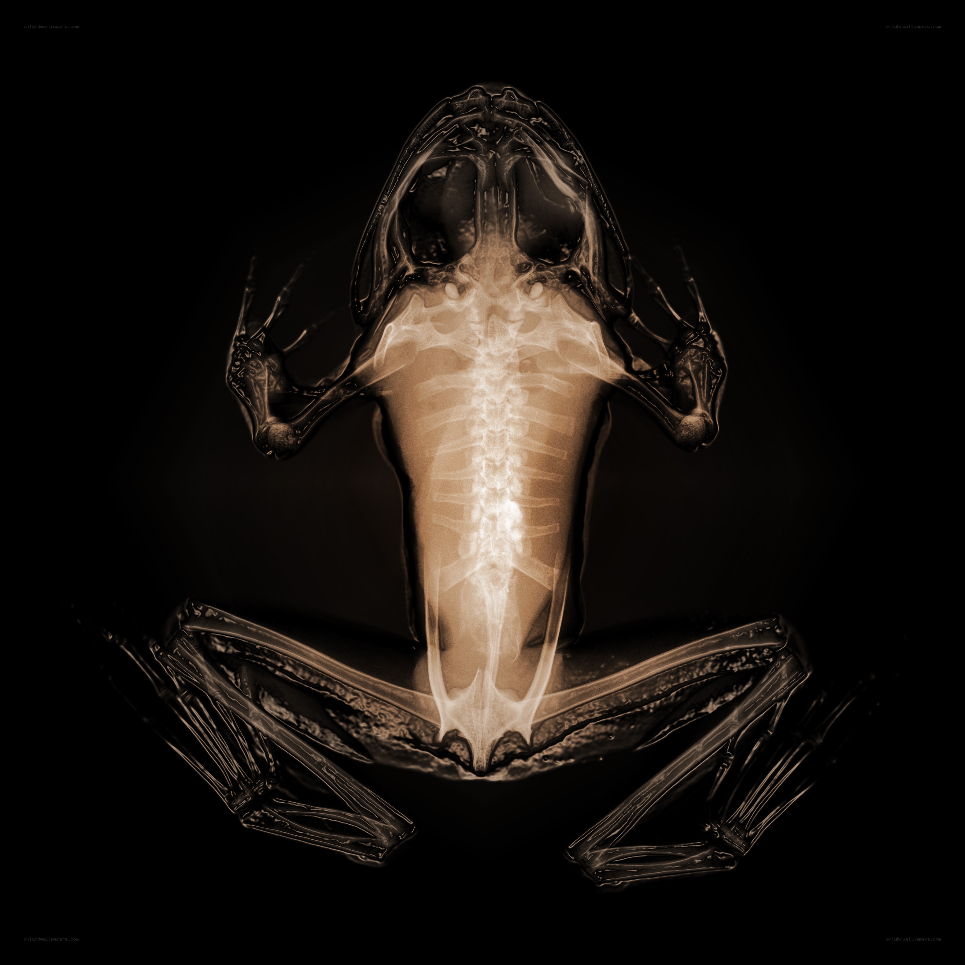 X-ray of a frog skeleton