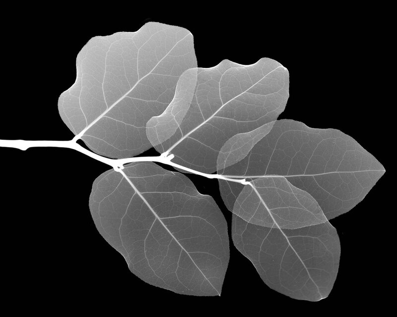 X-ray of a leaf branch
